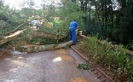 Equipe de Obras realiza retirada de árvore caída sobre ponte em SJCedro