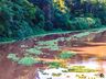 Alface D’Água começa a sair do Rio das Flores; assista ao vídeo