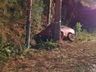 Motorista morre em colisão com árvore na PR-884