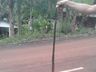 Cobra é encontrada dentro de carro em Pinhalzinho 