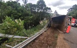 Caminhão carregado com 18 bois capota e animais caem em ribanceira em SC