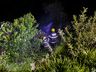 Veículo pega fogo após saída de pista seguida de capotamento em SMO