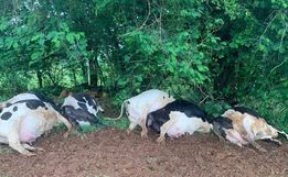 Raio provoca morte de sete vacas e causa prejuízo de R$ 70 mil em São José do Cedro