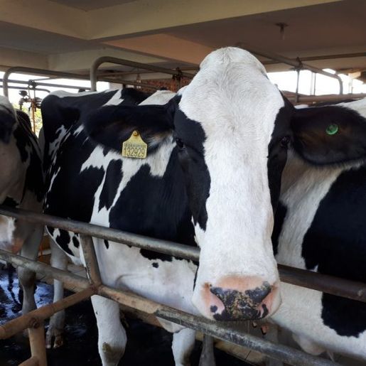 Cidasc alerta sobre obrigatoriedade do exame de tuberculose em rebanhos leiteiros