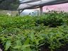 Viveiro de plantas de Guaraciaba tem produzido de 10 a 12 mil mudas por ano