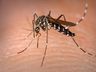 Santa Helena acumula 40 casos de dengue no ano
