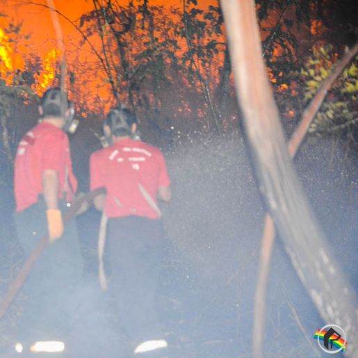 Morador reclama de queimadas constantes em área de reflorestamento de SMOeste 