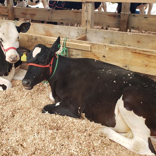 1ª Exponobe é aberta oficialmente em Iporã do Oeste; feira segue no sábado