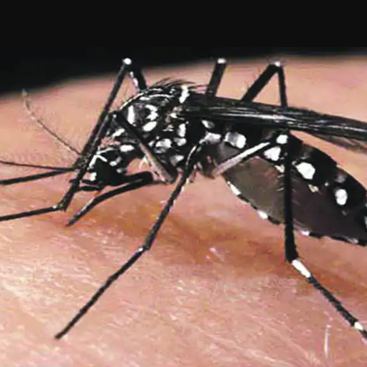 Município registra primeiro caso de dengue no ano