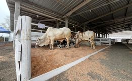 Animais da Mercoleite começam a chegar no parque de exposições