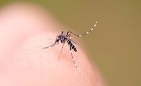 Verão aumenta risco de dengue em SMO, que já registra 126 focos do Aedes aegypti