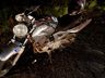 Motociclista fica ferido em colisão com micro-ônibus na SC-163, em Iporã do Oeste