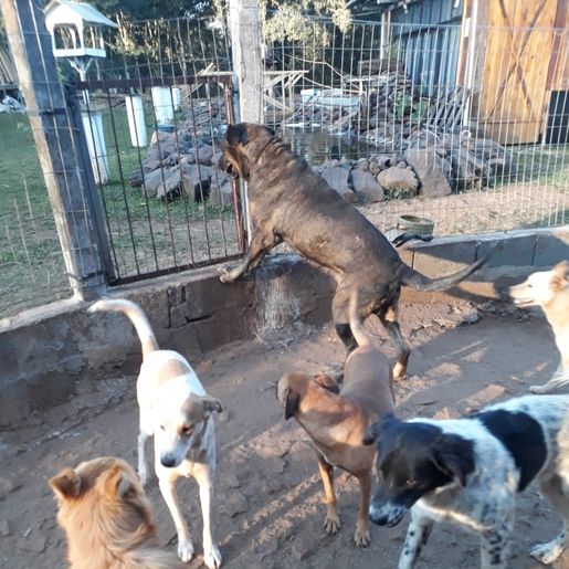 Protetora promove almoço para arrecadar recursos em prol de animais