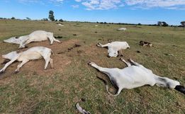 Mais de mil cabeças de gados morrem de frio em MS; prejuízo estimado é de R$ 3 milhões