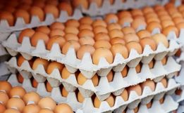 Preço do ovo cai 38% em SC influenciado pelo tarifaço
