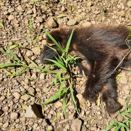 Febre Amarela: exames comprovam que macacos encontrados mortos na área rural estavam infectados