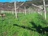 Inverno com pouca incidência de frio prejudica a produção de frutas