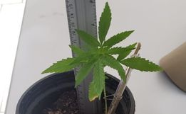 TUNÁPOLIS: PM encontra muda de maconha em apartamento 