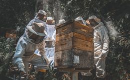 Corpo Bombeiros alerta para aumento de ocorrências com abelhas em SC