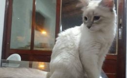 Brasil registra primeiro caso de infecção em gatos