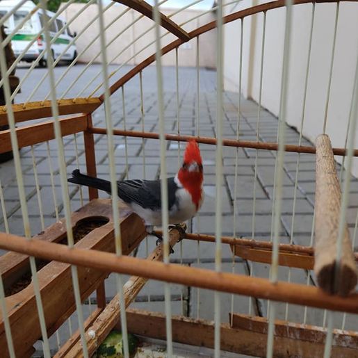 Polícia Militar Ambiental flagra aves nativas em cativeiro