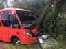 Árvores na pista causam acidentes na SC 163