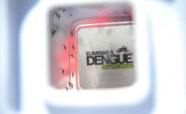 Frio pode ter influenciado classificação de 'Baixo Risco' para Dengue