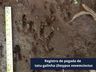 Obra de restauração da BR-163 já protegeu mais de 600 animais silvestres