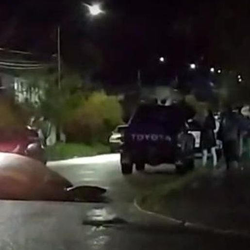 VÍDEO: Elefante-marinho circula por bairro residencial no Chile