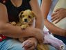 Mutirão de castração em Paraíso atende mais de 160 animais